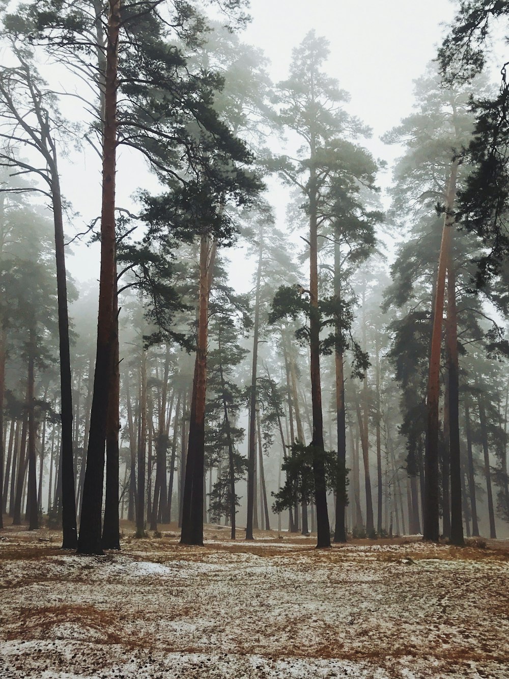 photo of a green leaf trees