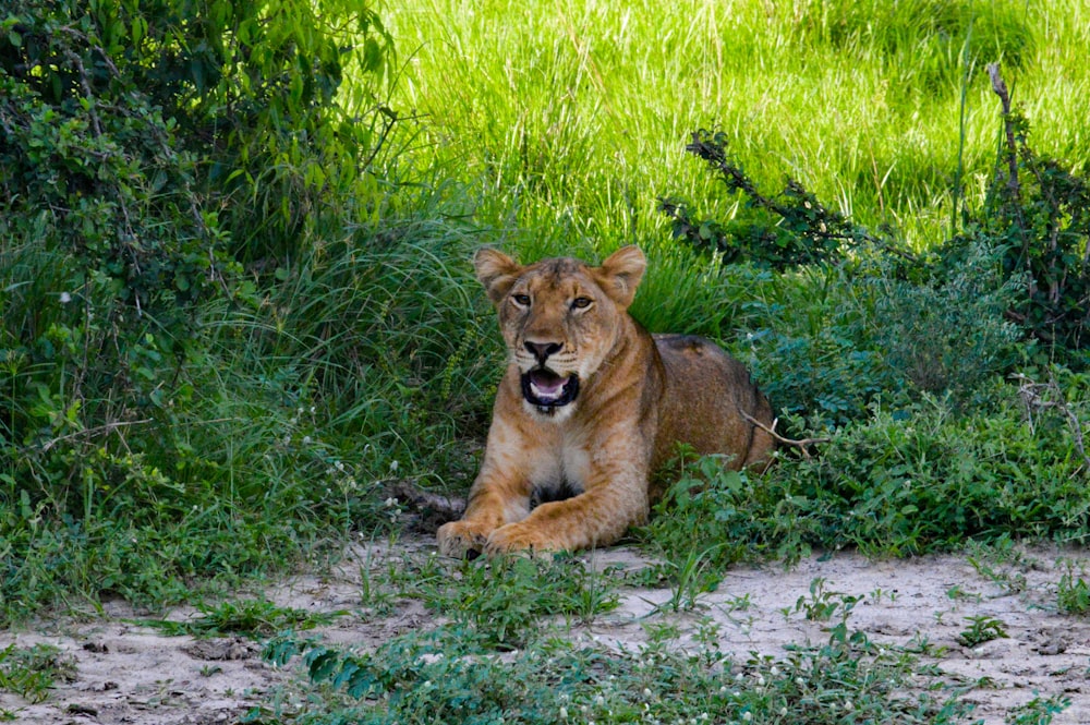 brown lioness