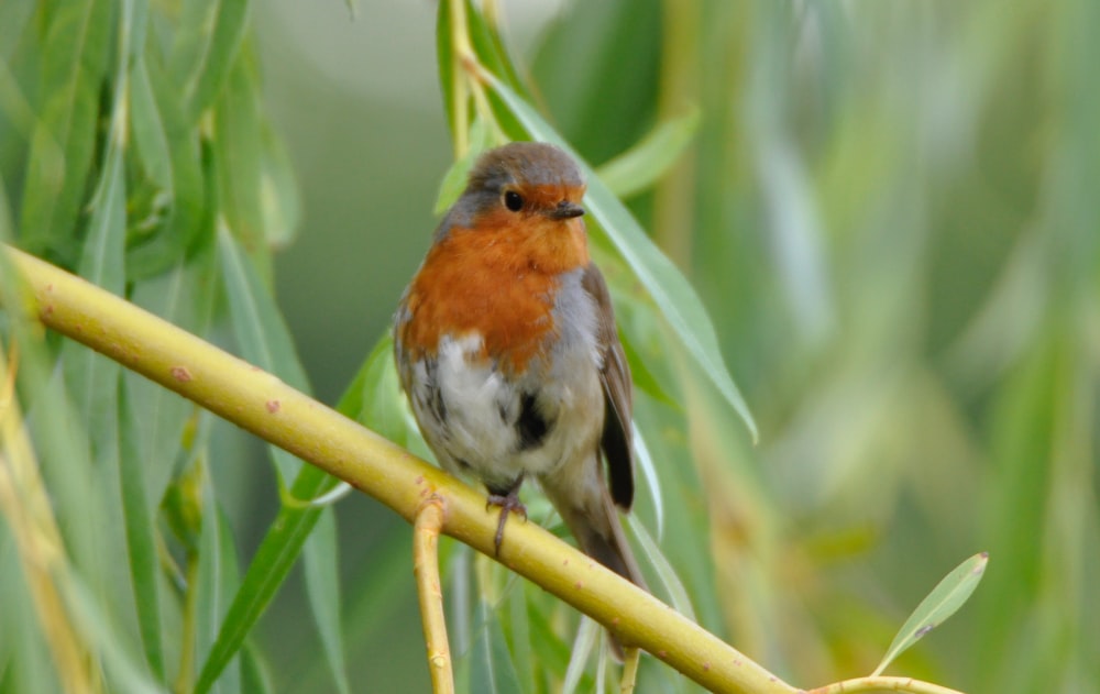 photo of orange, white, and grey bird