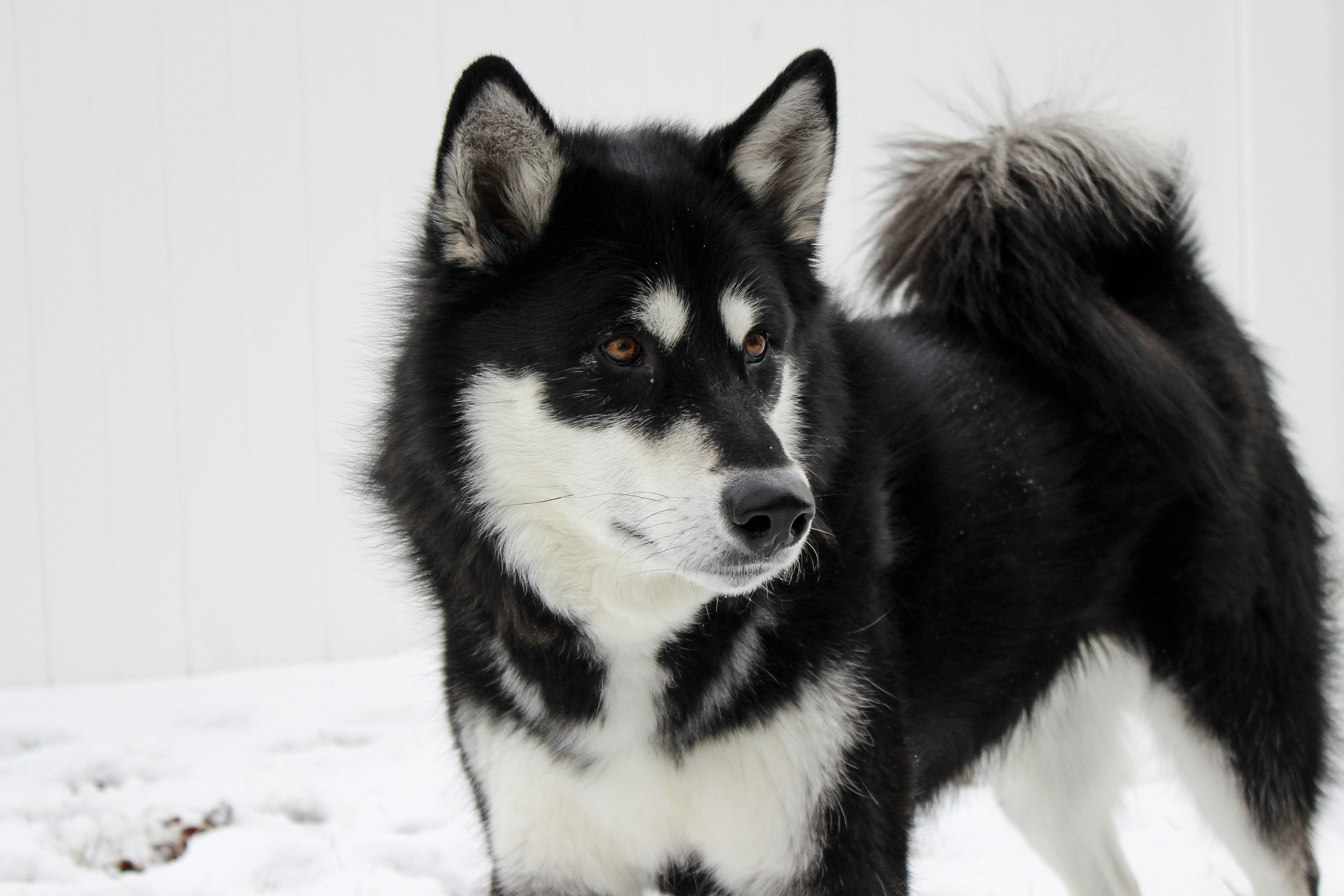 white and black Siberian husky