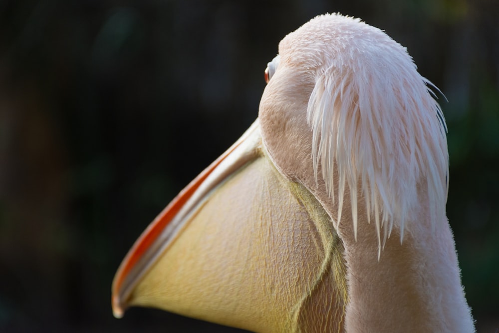 white feathered bird