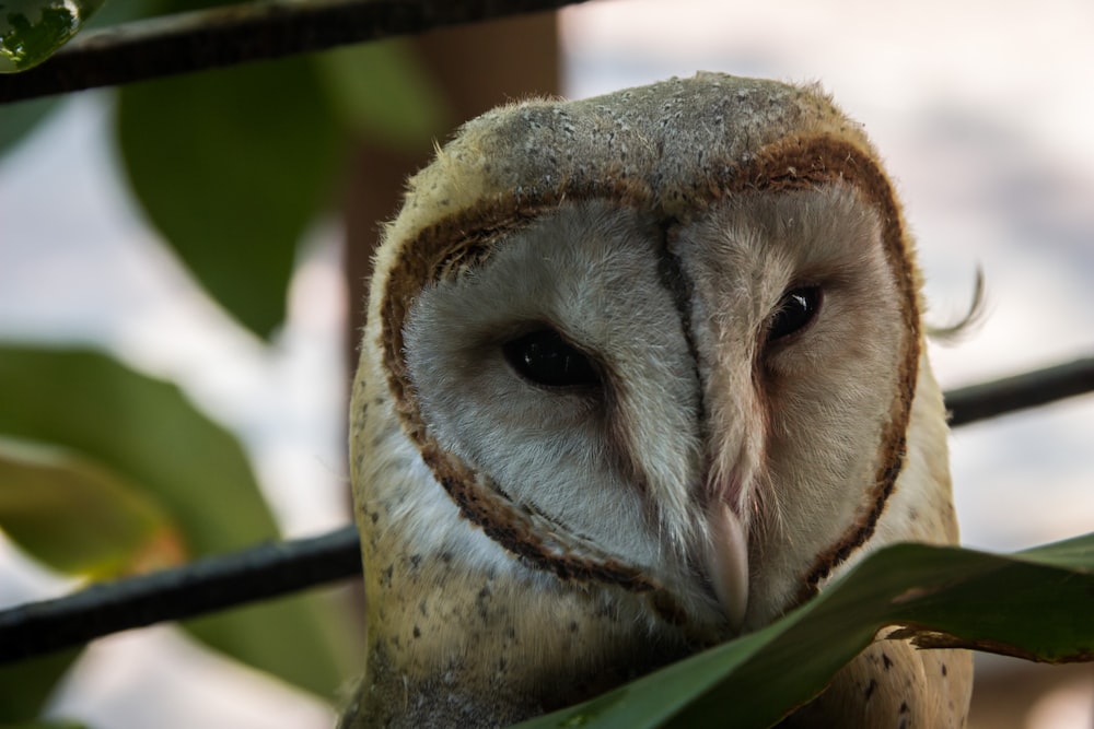 owl on tree