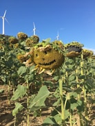 A field of sunflowers with large, mature heads drooping under the weight of their seeds. In the background, several wind turbines stand tall against a clear blue sky, suggesting a combination of agriculture and renewable energy. The sunflowers are slightly withered, indicating the end of their blooming season.