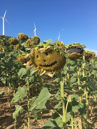 A field of sunflowers with large, mature heads drooping under the weight of their seeds. In the background, several wind turbines stand tall against a clear blue sky, suggesting a combination of agriculture and renewable energy. The sunflowers are slightly withered, indicating the end of their blooming season.