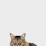 brown and white tabby cat