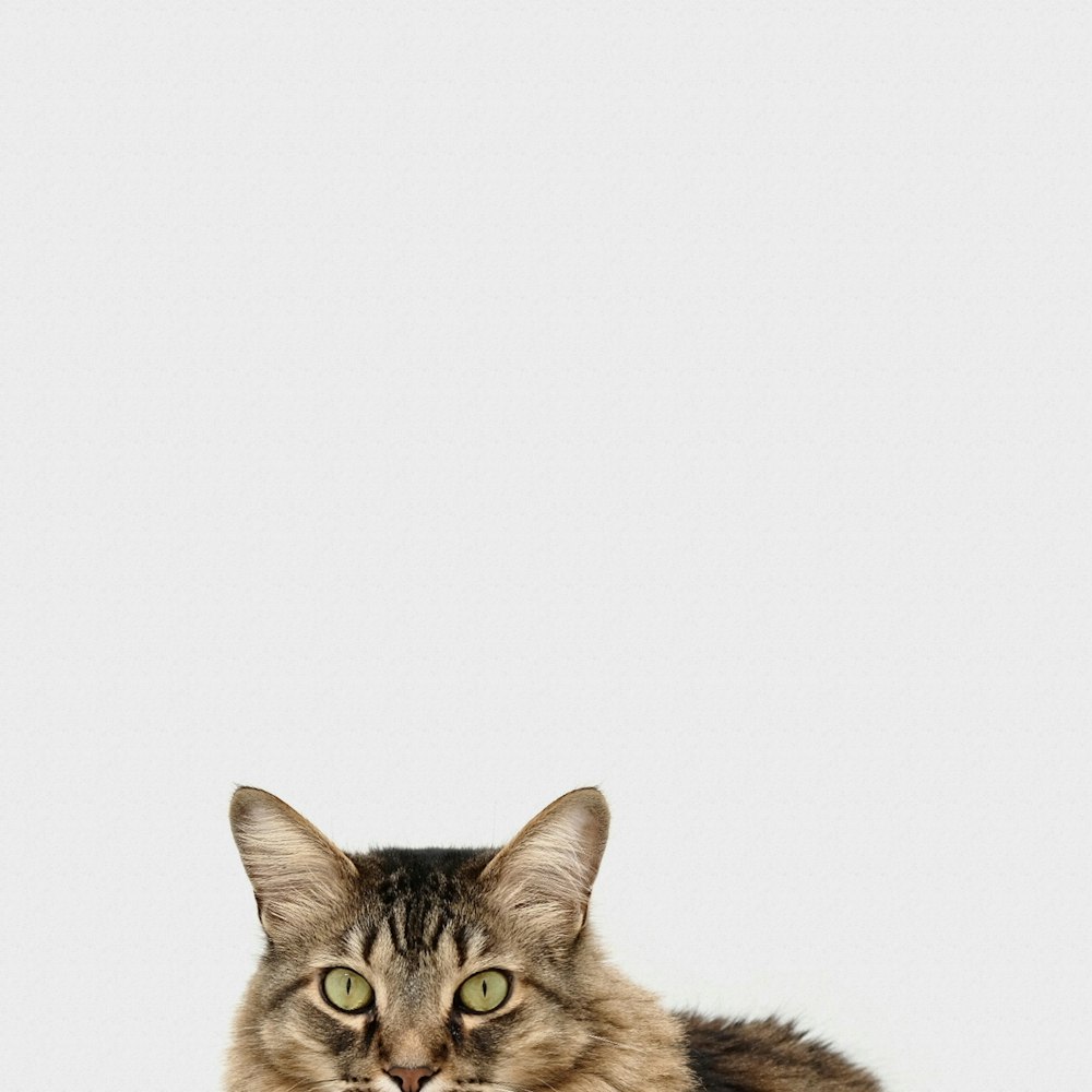 Jogos De Gatinho Fotos  Baixe imagens gratuitas na Unsplash