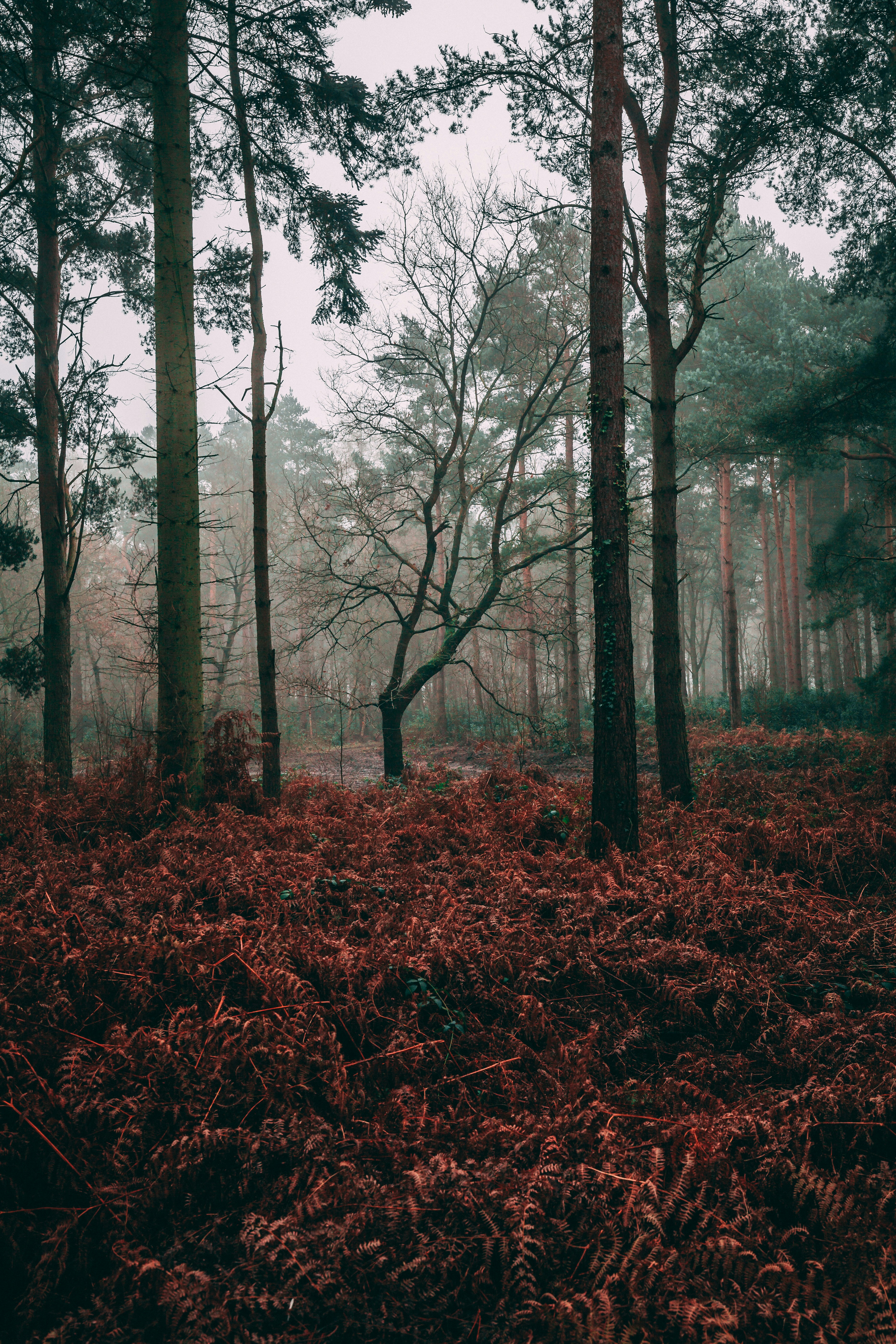 Photo by thomholmes