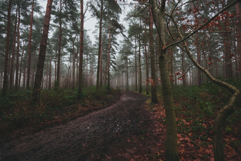 forest covered with fogs