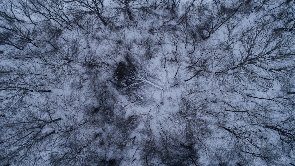 worm's eyeview of bare trees