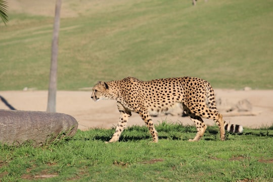 brown and black cheetah on grass field in San Diego Zoo Safari Park United States