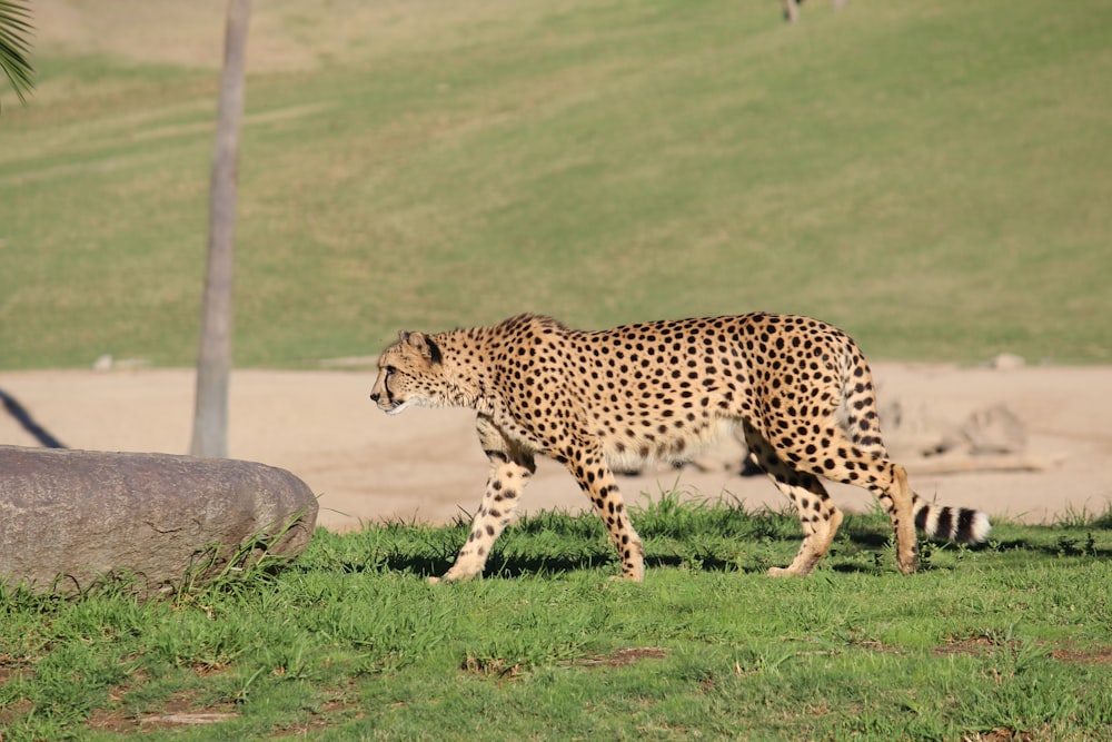 brown and black cheetah on grass field