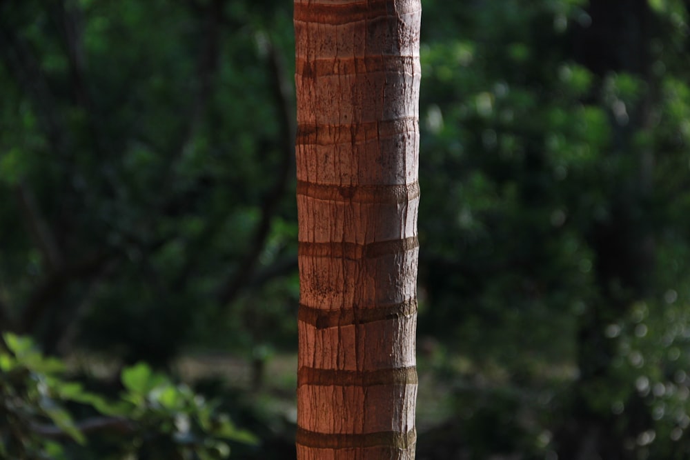 close-up photo brown tree