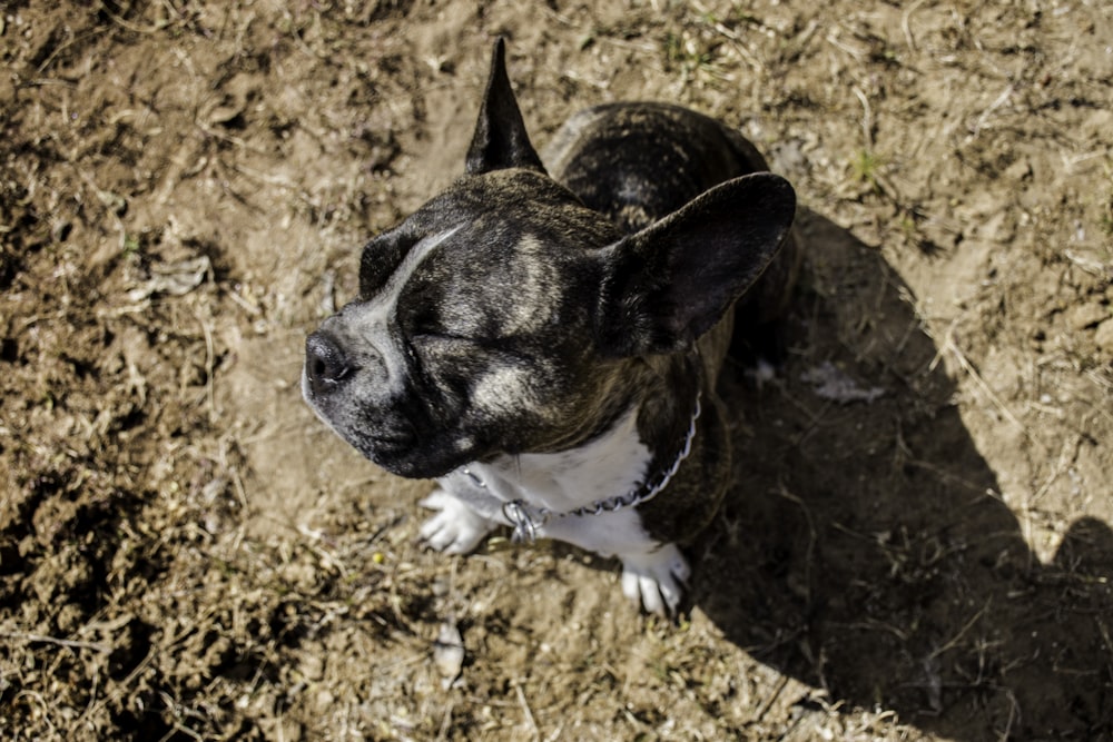 short-coated white and brown dog closed eyes