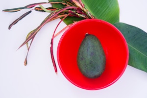 Avocado Oil