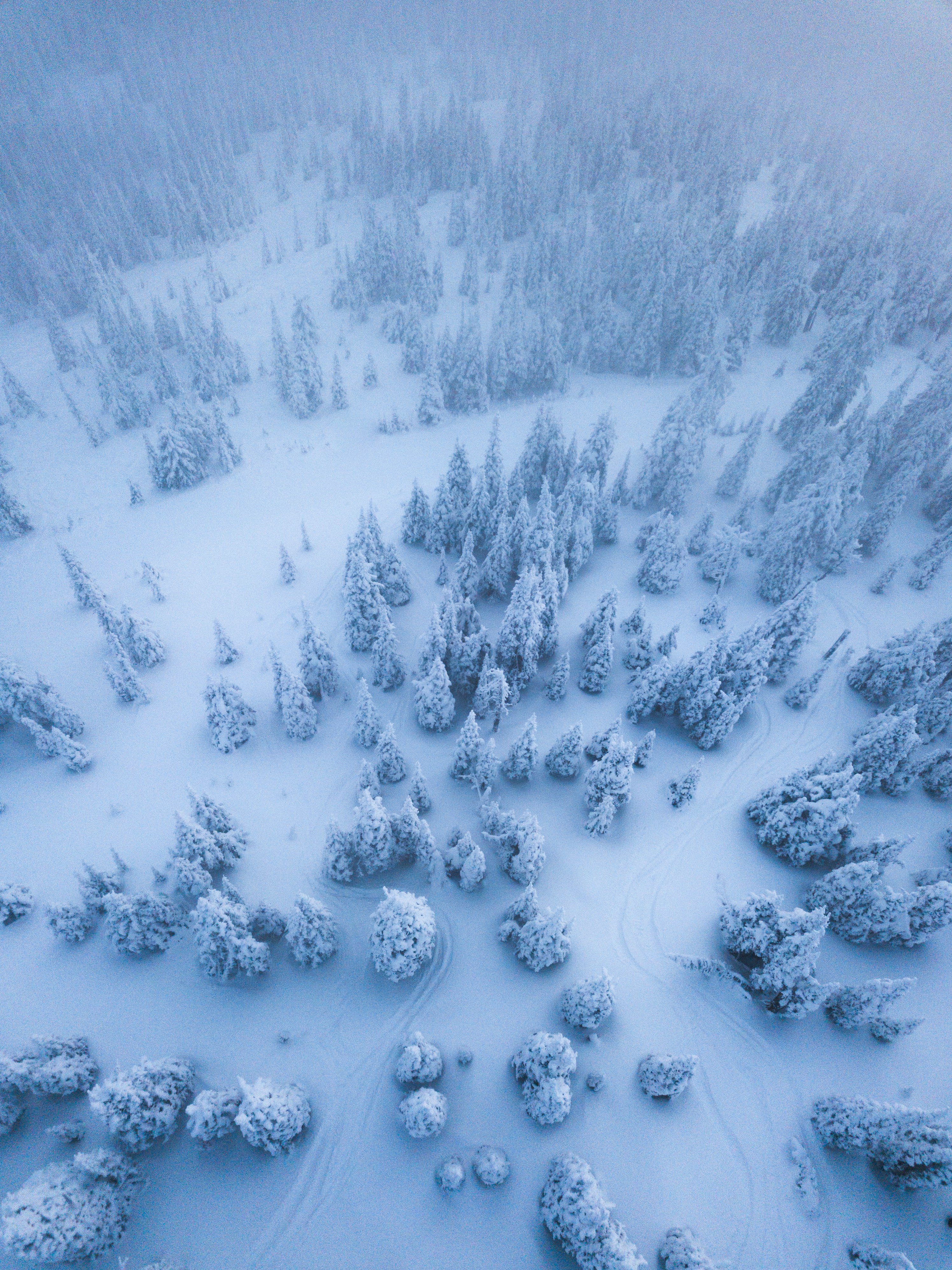 aerial view of trees covered with snow
