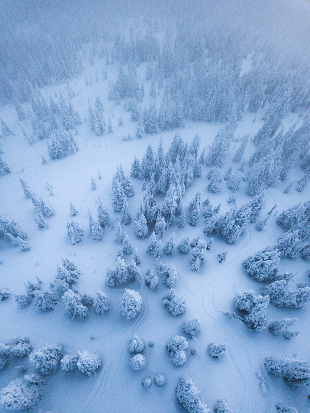 Vista aérea de árboles cubiertos de nieve