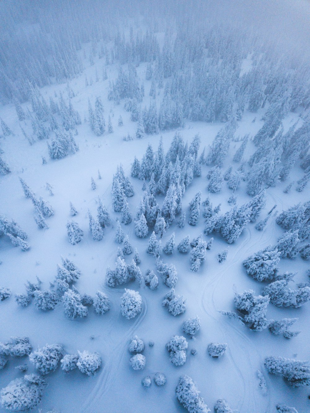 aerial view of trees covered with snow