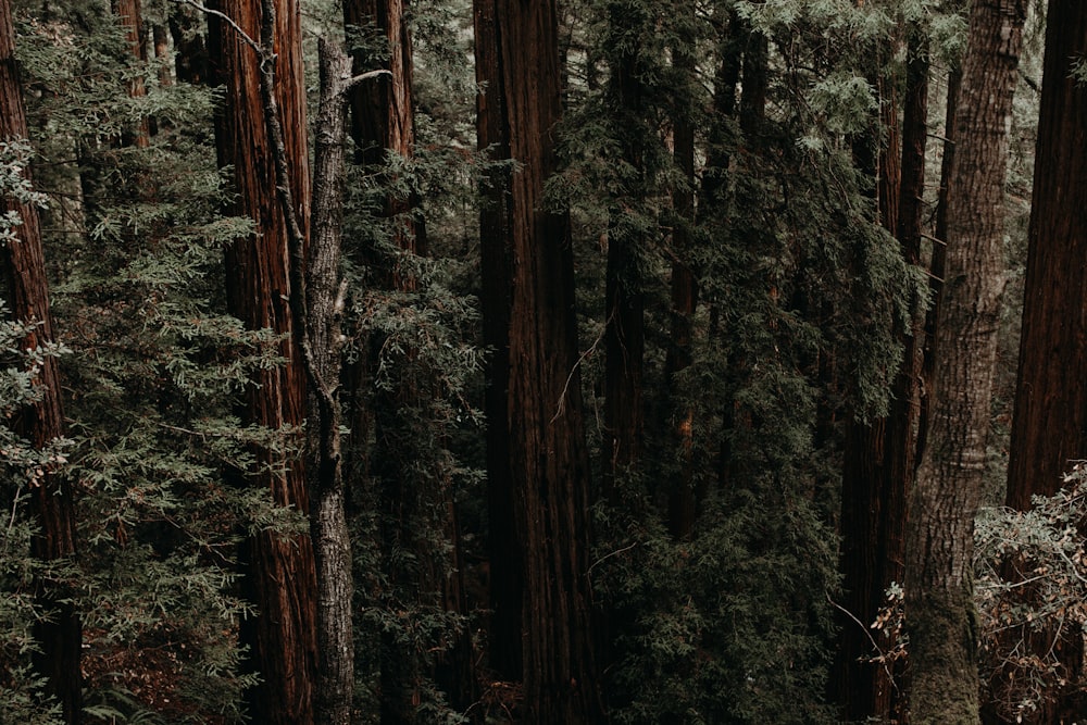 Fotografia aerea di alberi ad alto fusto durante il giorno