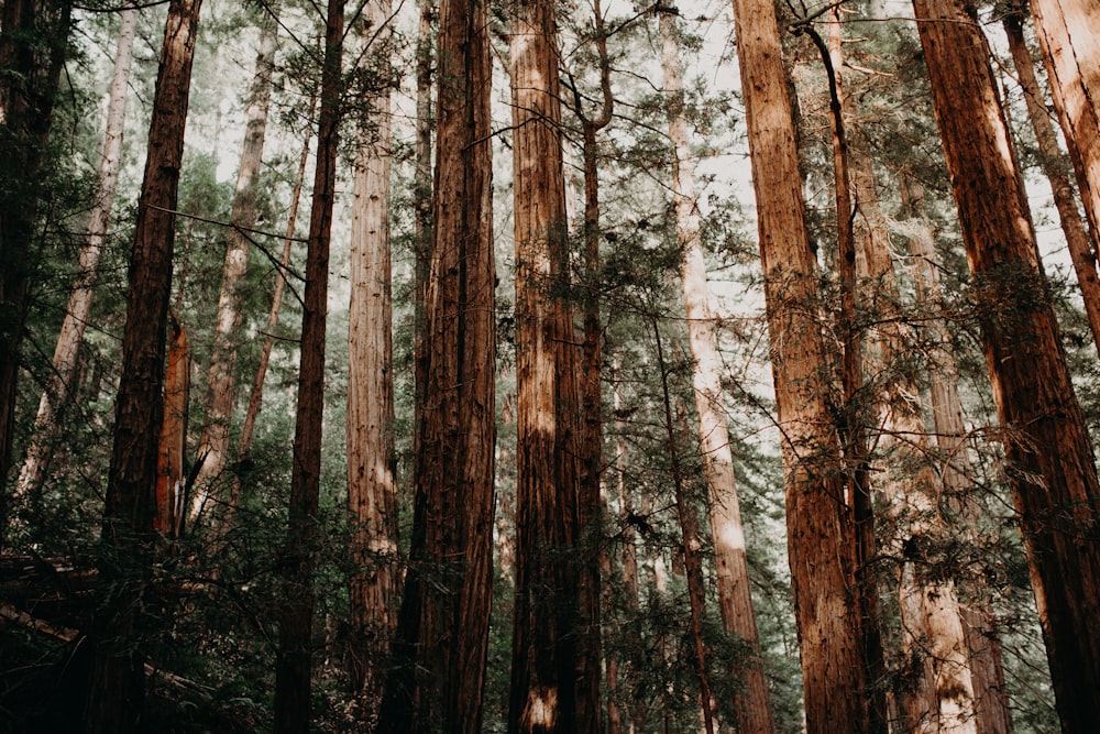 tall trees during day time