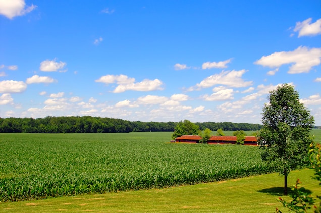A vast green field of crops stretches into the distance under a vivid blue sky with scattered white clouds. A line of trees marks the horizon, and several red-roofed structures are visible near the center of the field. A single tree stands prominently on the right, adding a touch of greenery.