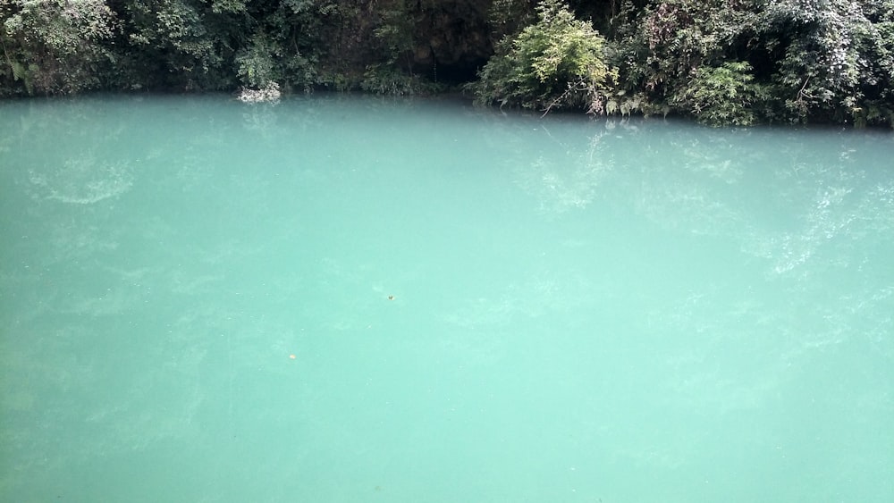 body of water beside green leafed plant