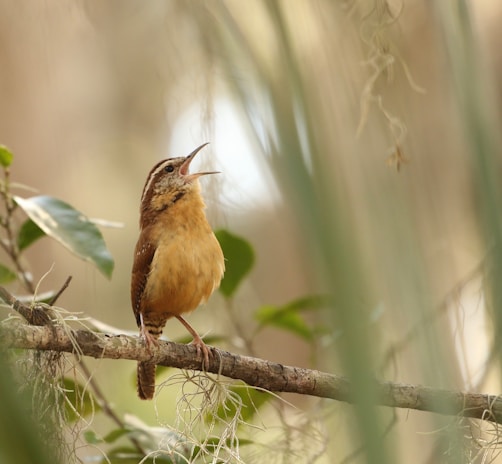 selective focus photography of yellow and brown bird standing on tree branch during daytime