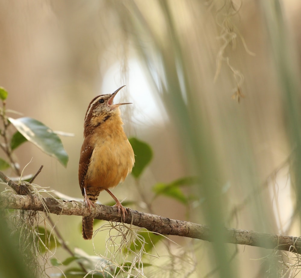 selective focus photography of yellow and brown bird standing on tree branch during daytime