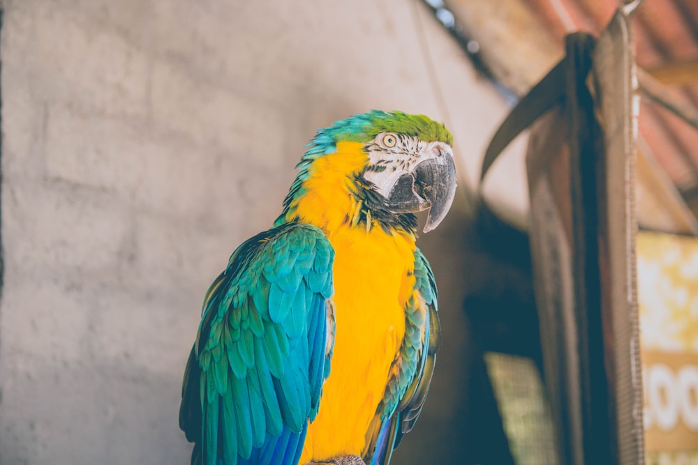 close-up photo of blue Macaw