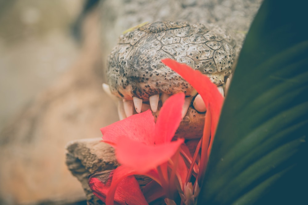 um close up de um lagarto com a boca aberta