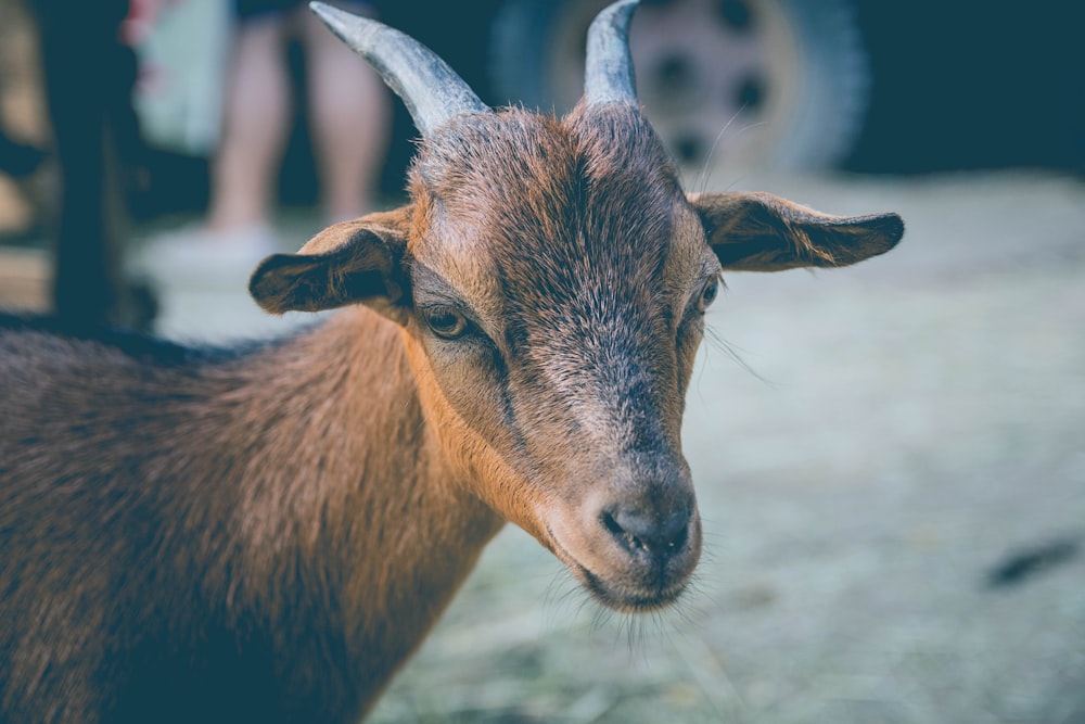 Photographie macro de chèvre brune
