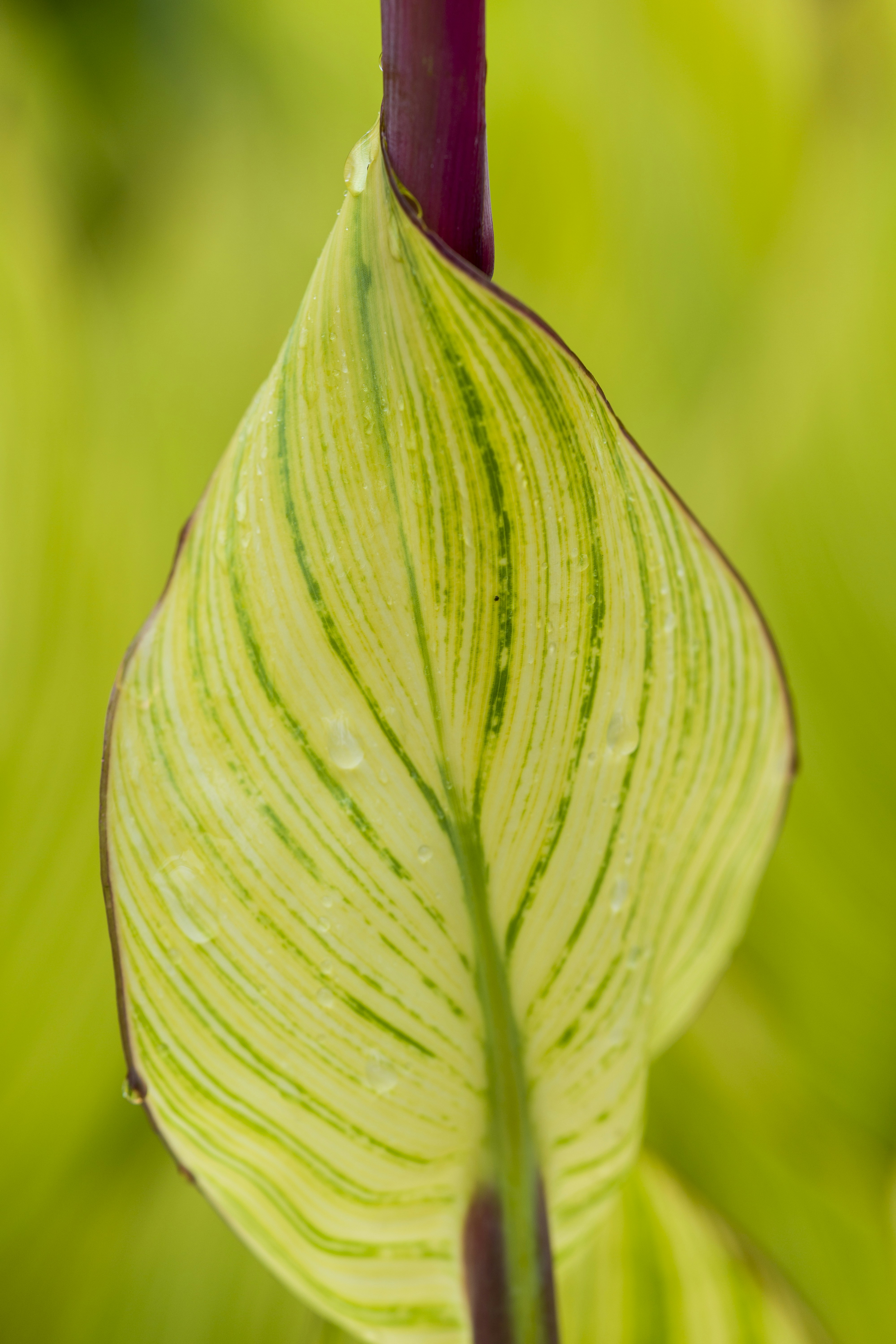 Free Williamstown Botanic Gardens Image On Unsplash
