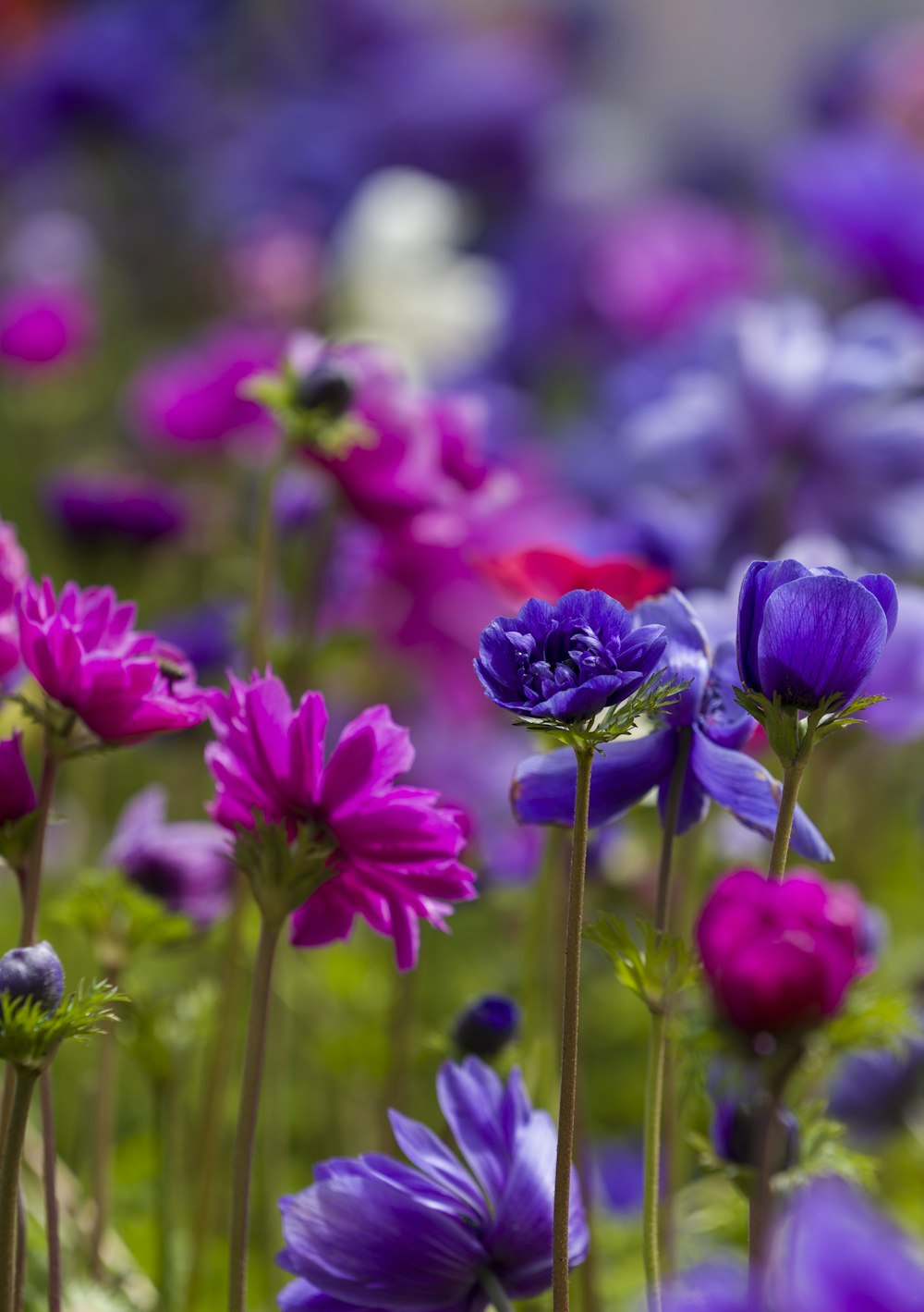 rosa und violette Blüten