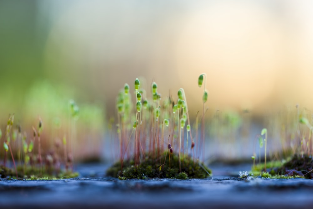 Fotografia macro di erba verde