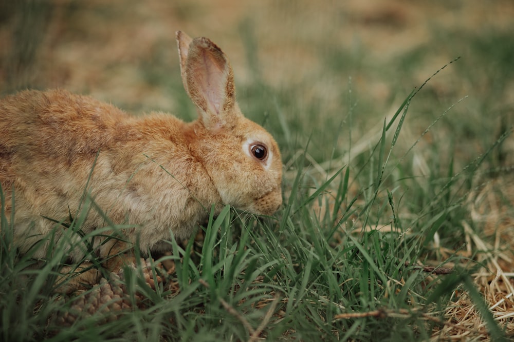 brown rabbit on grass