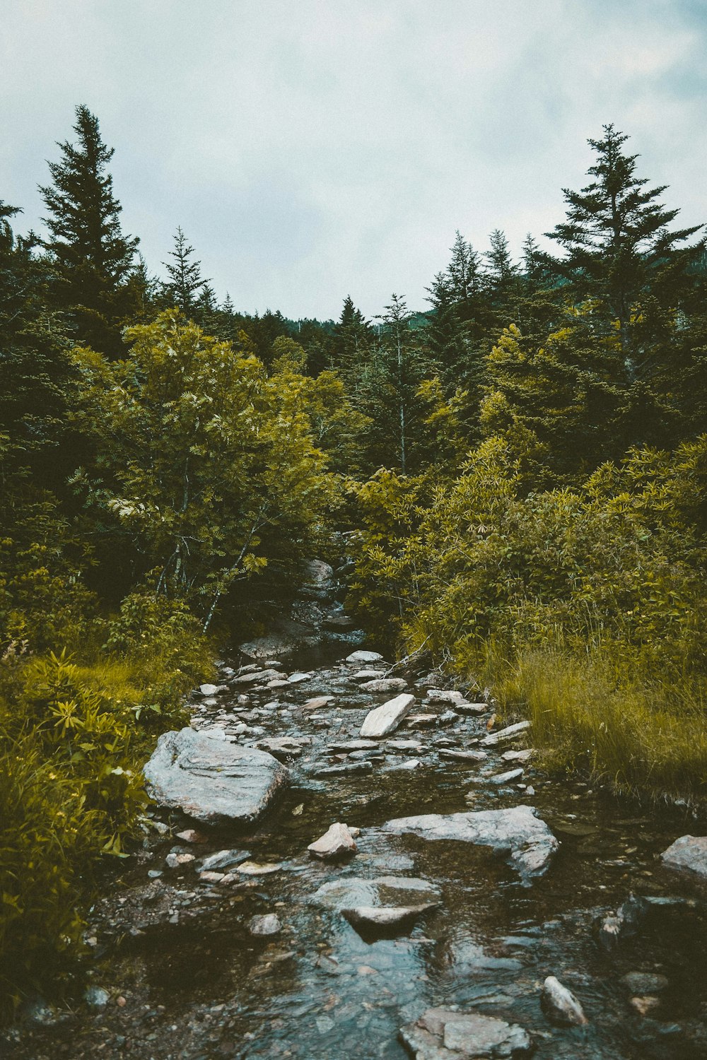 green trees near lake