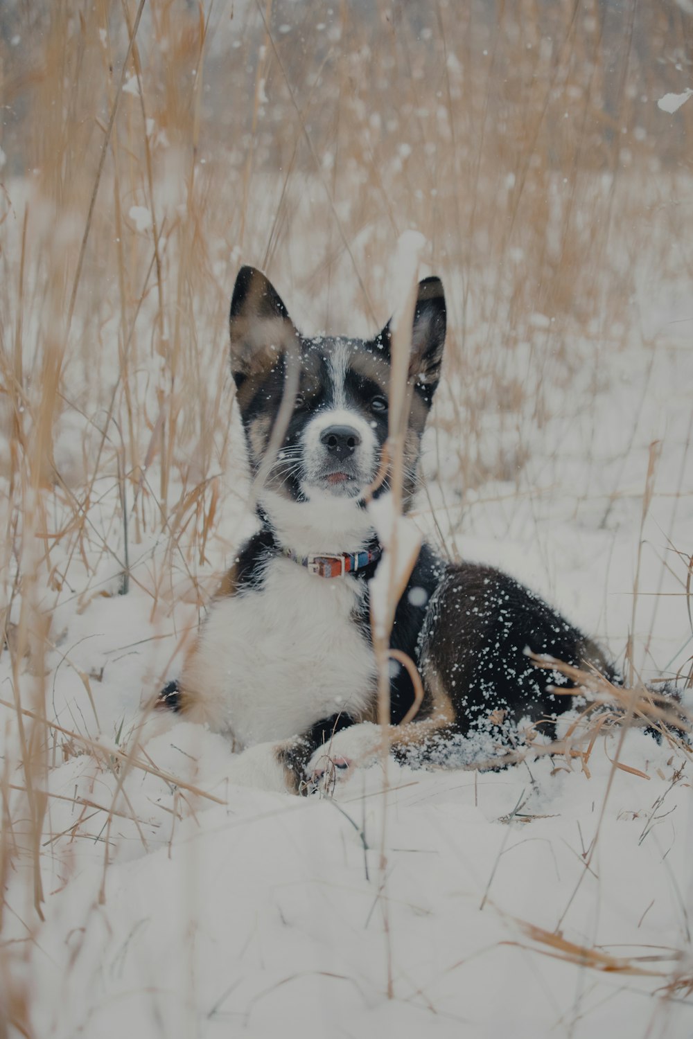 short-coated black and white dog on snowy field