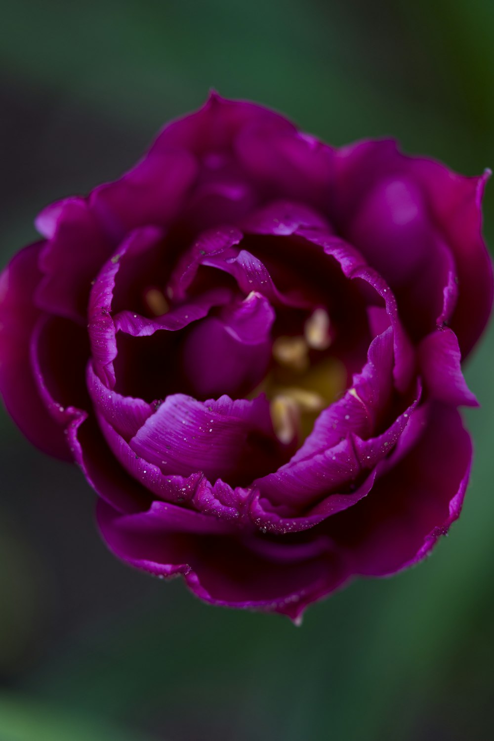 Fotografia macro di fiore viola