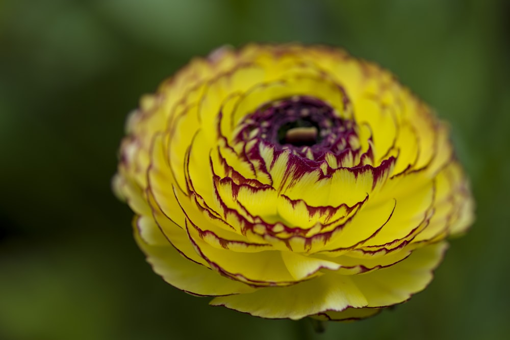 close-up photography of flower