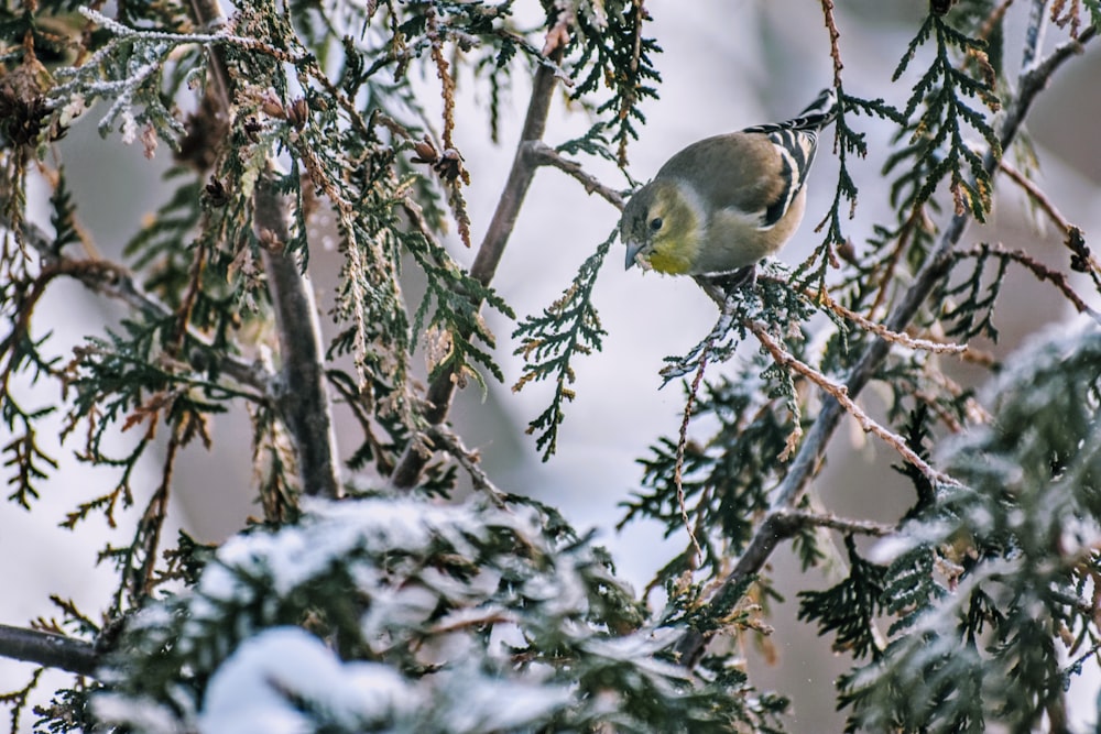 a small bird perched on top of a tree branch