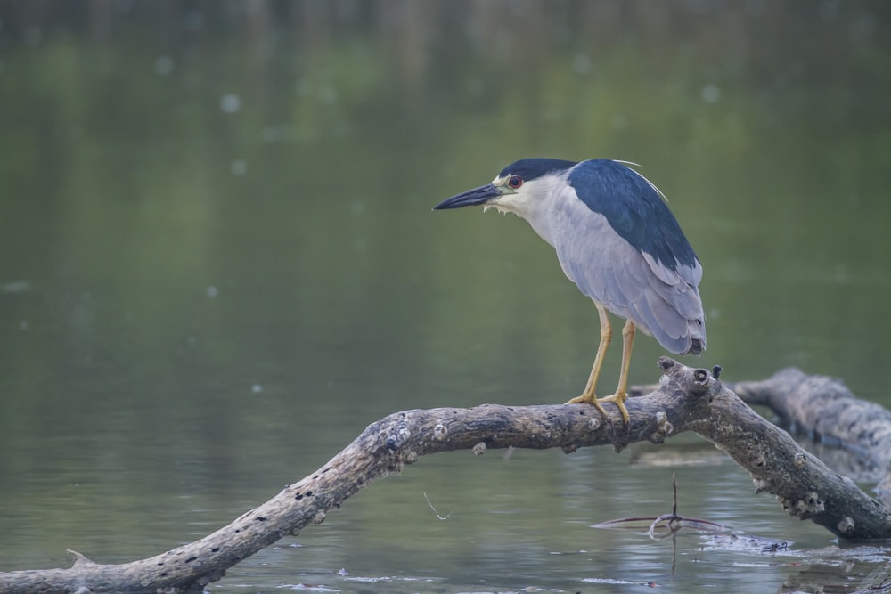 short-beak white and blue bird perched on tree branch during daytime