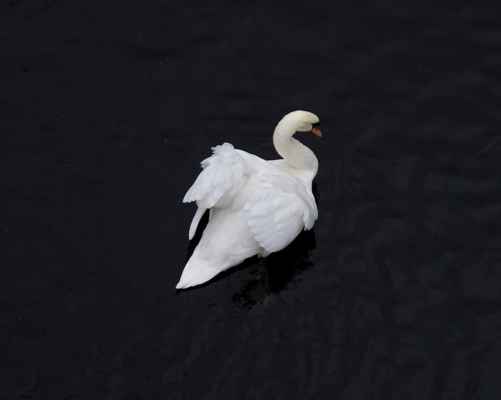 Swan na fotografia de closeup do corpo de água