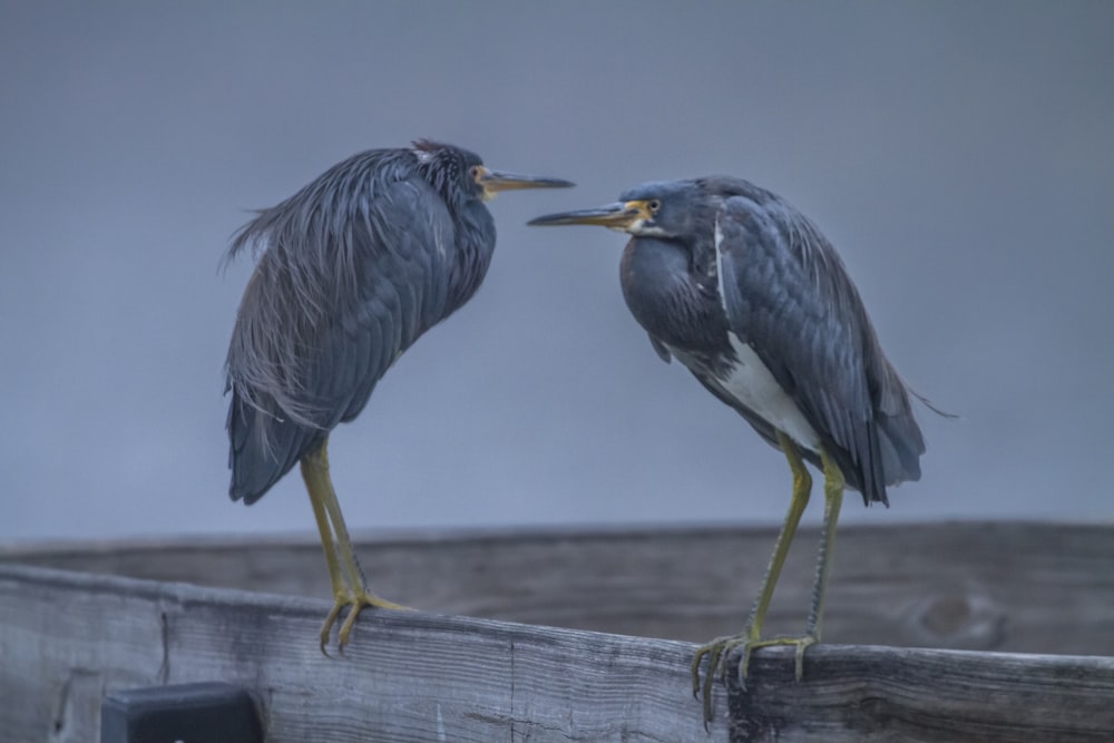 zwei graue Vögel