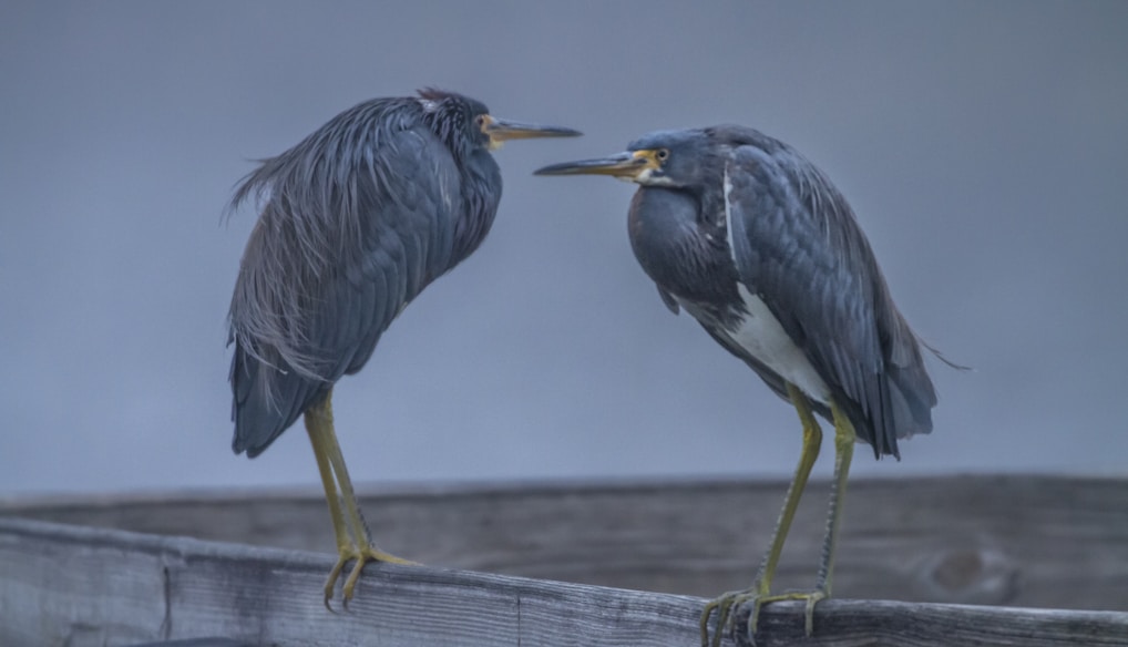 two gray birds