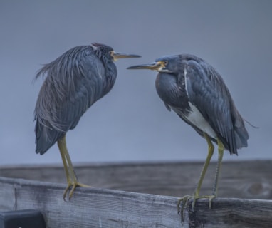 two gray birds