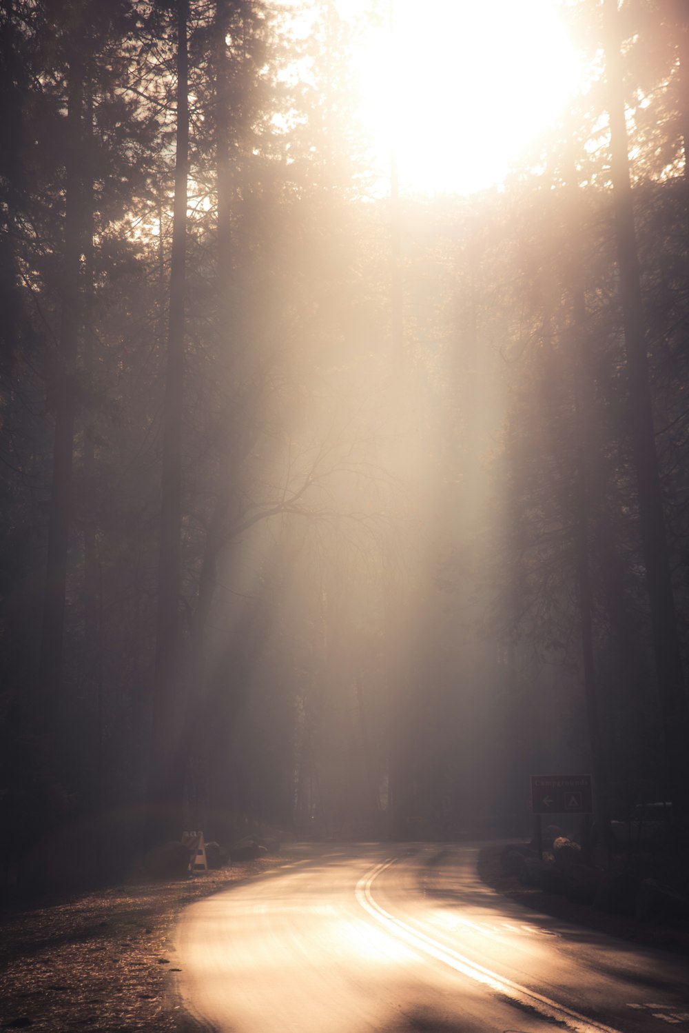 sun rays through pine tress on road