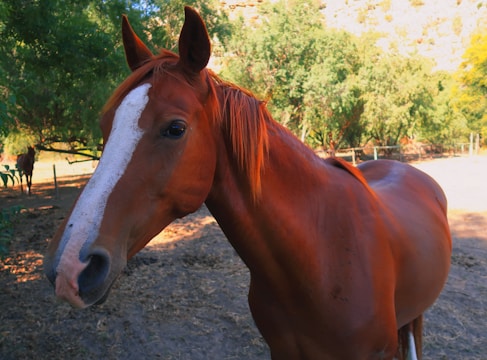 A close-up of a brown horse with a white blaze on its face standing outdoors. The background features green trees and a sunny environment, suggesting a natural farm or ranch setting.