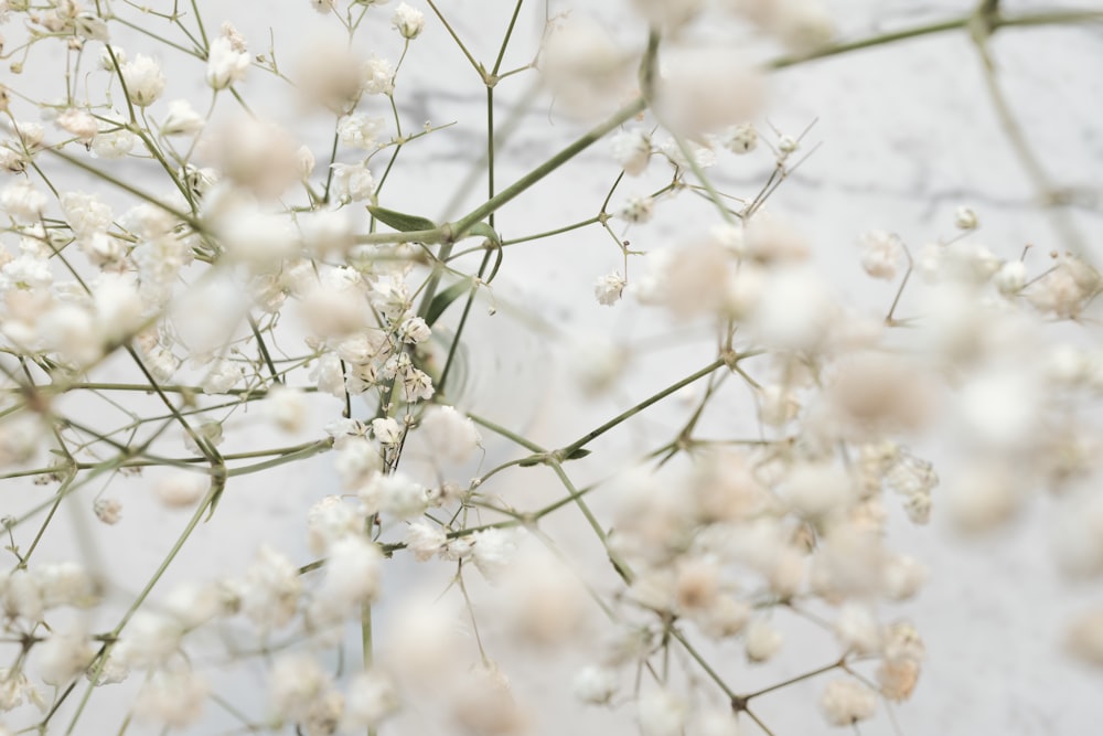 white petaled flowers