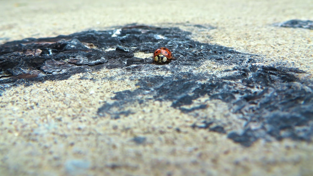 Ladybug beetle on ground