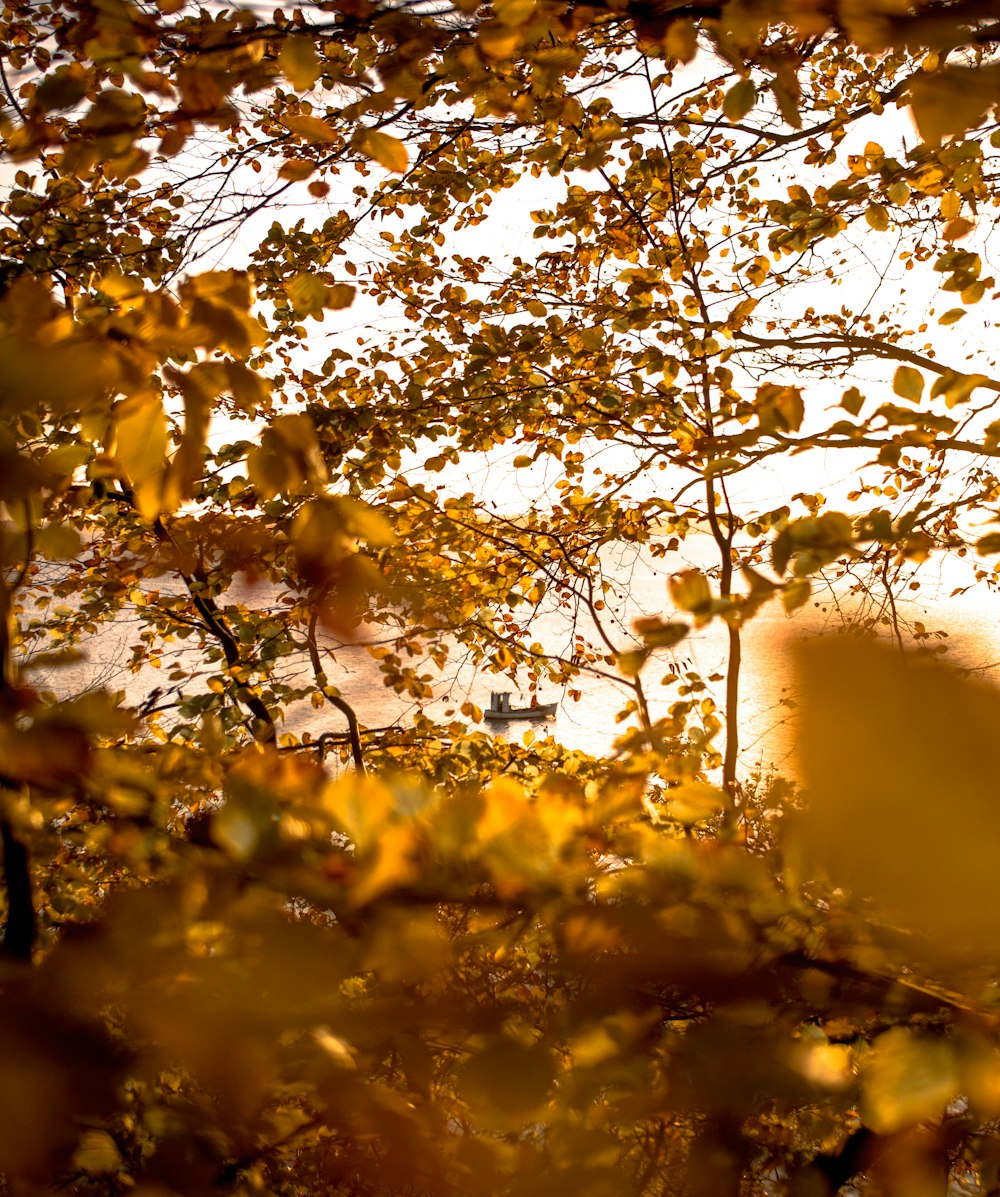 yellow and green leaf tree