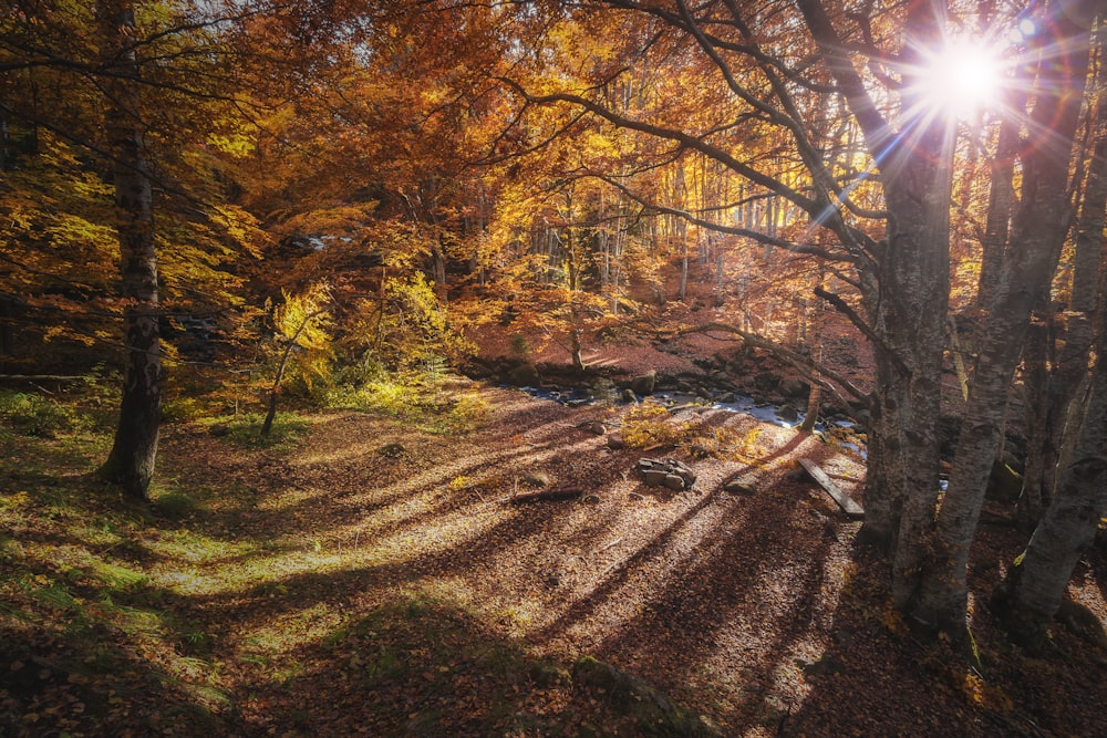 red and yellow leaf trees